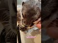 撫でられてご満悦のカワウソさん shorts かわいい 癒し カワウソ