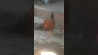 #video | aaj labour ka sab room toot gaya | #labour #construction #cock #labour