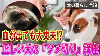 【犬の暮らし＃39】血が出ても大丈夫！？正しい『ツメ切り』講座