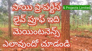 Sai Properties and Projects Limited 9381143175, 7702561169 Red Sandal ఎర్రచందనం Farm Lands Kanigiri