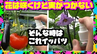 トマト🍅ナス🍆花は咲くけど🌸実が育たない😢トマトトーンで一発解消😊