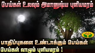 பயத்தை காட்டும் புளியமரம் 😱 | Mannil Ulavum Marmangal | Tamarind Tree | JayaTv