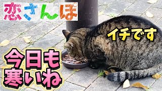 2024年12月11日 恋さんぽ【今日も寒いね】イチです 野良猫