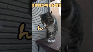 😻「呼べば来てくれる🐾可愛いカンちゃん！」#shorts #cat #ねこ