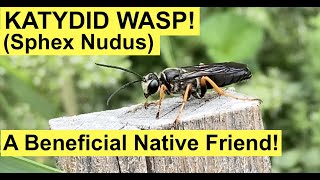 KATYDID WASP (Sphex Nudus)!  Foraging Nectar and Mating!  A Beneficial Native Species In Action!