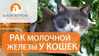 Опухоль молочной железы у кошки. 😿 Диагностика и лечение опухоли молочной железы у кошки.