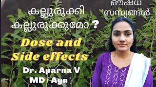 Kallurukki Medicinal Plant മൂത്രത്തിൽ കല്ല് ഒറ്റമൂലി കല്ലുരുക്കി Kidney Stone Breaker Dr Aparna V