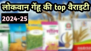 लोकवान गेंहू की बेस्ट अधिक पैदावार वाली हाइब्रिड वैरायटी best lokwan hybrid wheat seeds konsa lagaye