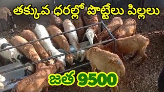 తక్కువ ధరల్లో పొట్టేలు పిల్లలు 9908026963 sheep kids Nellore judipi sheeps alikhankrk