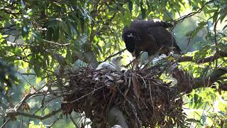 大冠鷲育雛 Crested serpent eagle