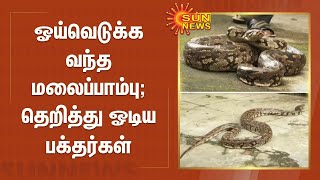 ஓய்வெடுக்க வந்த மலைப்பாம்பு; தெறித்து ஓடிய பக்தர்கள்; திருப்பதியில் பரபரப்பு | Tirupati | Snake