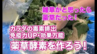 雑草かと思ったら薬草だった！効果万能な薬草酵素を作ろう！