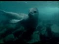 Leopard Seal - The Behemoth of the Antarctic Waters