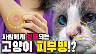 사람에게 전염되는 고양이 피부병!(ft. 피부사상균, 링웜)