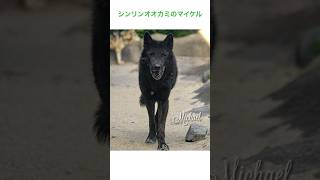 【オオカミ】マイケルありがとう🌈　#オオカミ　#シンリンオオカミ　#Timberwolf #wolf #マイケル　#rip