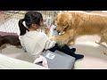 ねーちゃんぶっ飛び！大好きな姉にフルパワータックルをプレゼントした大型犬がこちら【ゴールデンレトリバーとミニチュアダックスフンド】