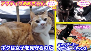 ＜2匹の猫通信＞「ほっこりライブ」めめちゃん元気に遊んでハッチの所へ行きたい！マックは見守り猫かな？2020 01 06- Cat Live Stream in Japan - Cat Life TV