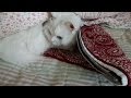 기겁해서 이불안으로 숨는 고양이 명일이 White turkish angora cat hiding into blanket