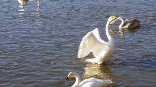 古徳沼の白鳥たち２０１６年１１月１６日