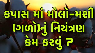 આજની કૃષિ માહીતી-કપાસ માં મોલો-મશી નું નિયંત્રણ કેમ કરવું ?-Aaj ni krushi mahiti-cotton cultivation