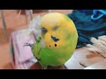 お出迎え？の鳥達　セキセイインコのぴーちゃん u0026りんちゃん