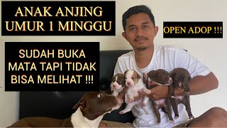 ANAK ANJING UMUR  1 MINGGU SUDAH BUKA MATA TETAPI BELUM BELUM BISA MELIHAT