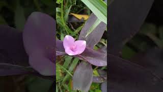 #really#natural #beauty#is#great#purple#heart#flower#mashaallah #khubsoorat