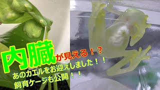 あの内臓が見えるカエルをお迎えしました！レイアウトや飼育方法も紹介します