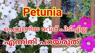 പെറ്റുനിയ എളുപ്പത്തിൽ വേര് പിടിക്കാൻ /  Petunia care malayalam