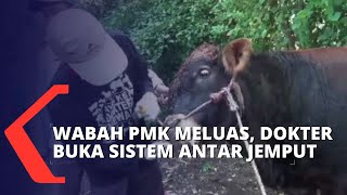 Wabah PMK Kian Meluas, Dokter Hewan di Lumajang Buka Sistem Antar Jemput