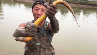 This is the first time I met a field eel that can eat water ducks