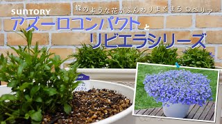 【ふんわりまとまるロベリア】アズーロコンパクトとリビエラシリーズ🌸98円と298円どう育てる？