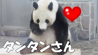 外から室内に戻ってきたタンタン！！ 早速、おやつの時間♥ #タンタンさん #王子動物園