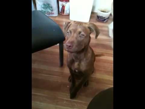 French toast puppy.... French toast puppy....