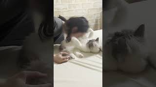 猫吸いされてブチギレる猫