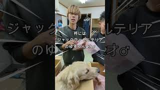 まさかの神対応！二人の愛犬にまでプレゼントがっ #dog #ゴールデンレトリーバーgolden