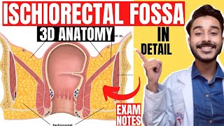 ischiorectal fossa anatomy 3d | anatomy of ischiorectal fossa boundaries | ischioanal fossa anatomy