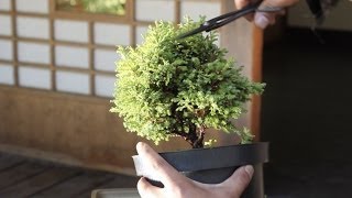How to make a Bonsai tree, from a starter kit How to make a Bonsai tree, from a starter kit