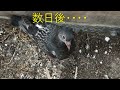 鳩の巣にカメラ潜入