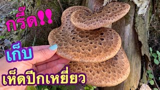 เก็บเห็ดปีกเหยี่ยวยักษ์สวยๆหอมๆอ่อนๆอร่อยสุดๆ👍 /เก็บเห็ดที่บอสตัน (Dryad’s Saddle Mushroom)