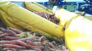 Wing Lift Box Loader used to load Carrots Demonstration - Larrington Trailers