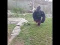 silverback gorilla attack breaking glass window shorts silverback gorilla attack breacking