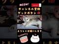 ミヌエット　こねこ　仔猫　子ネコ　小猫　マンチカン　子猫　コネコ　 shorts 猫 cat