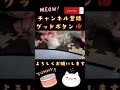 ミヌエット　こねこ　仔猫　子ネコ　小猫　マンチカン　子猫　コネコ　 shorts 猫 cat