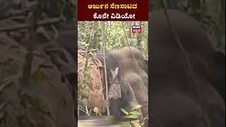 Arjuna Elephant Last Video | ಅರ್ಜುನನ ಸಾವಿಗೂ ಮುನ್ನ ಕೊನೇ ವಿಡಿಯೋ | N18S