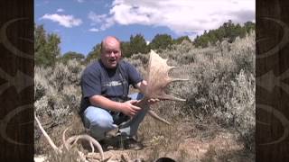 Mule Deer Shed Antler Pickups on Camera - MossBack