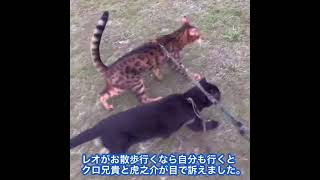 No.0917【猫の犬化】たとえ雨でも僕達は、お散歩に行きたいんだニャ