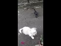 shih tzu maltese vs black cat