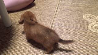 おいで！をしつけ中の生後2ヶ月のミニチュアダックスフンド Come on! Miniature Dachshund in training