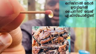 ഒറിജിനൽ ചെറുതേൻ ഊട്ടിയിൽ നിന്നും എക്‌സ്‌പോട്ടിങ് | Ooty tourist places